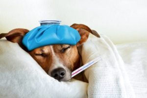 Dog Lying On Pillow With Thermometer And Ice Pack